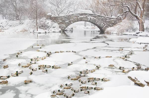 Photograph Mitchell Funk Snow Ducks on One Eyeland